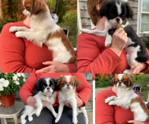 Japanese Chin Puppy for sale in BERWICK, ME, USA