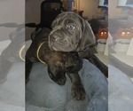 Small #31 Cane Corso