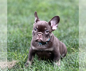 Medium French Bulldog