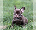 Puppy Twix French Bulldog