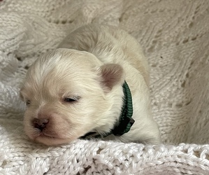 ShihPoo Puppy for sale in CLARE, MI, USA