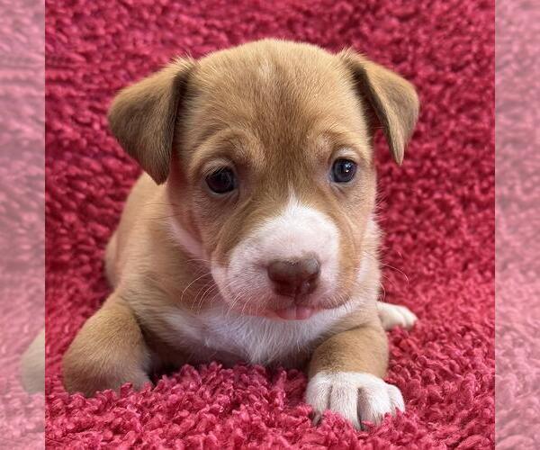 Medium Photo #4 Colonial Cocker Spaniel-Unknown Mix Puppy For Sale in San Diego, CA, USA