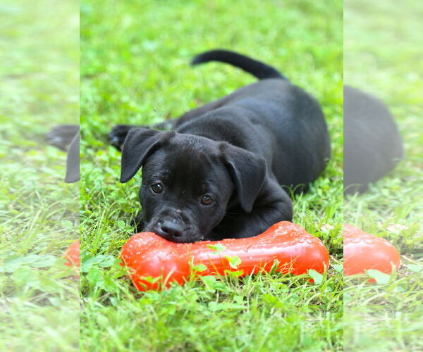 Medium Photo #1 Mutt Puppy For Sale in Wakefield, RI, USA
