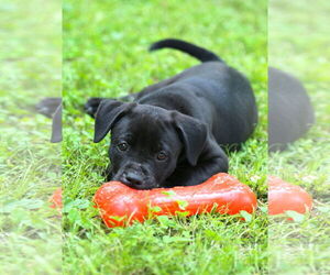 Mutt Dogs for adoption in Wakefield, RI, USA