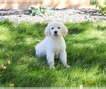 Small #2 Golden Retriever