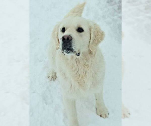 Medium Photo #28 Labrador Retriever Puppy For Sale in FORT COLLINS, CO, USA