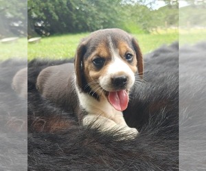 Beagle Puppy for sale in STOKESDALE, NC, USA