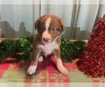 Puppy Olaf Australian Shepherd