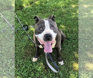 Rocky *foster needed* - Male American Staffordshire Terrier Dog for Adoption - Photo #3