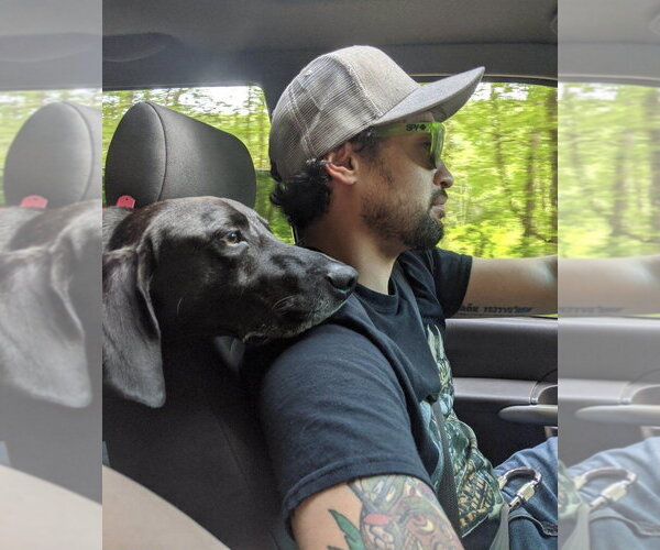 Medium Photo #32 Plott Hound-Weimaraner Mix Puppy For Sale in Rockaway, NJ, USA