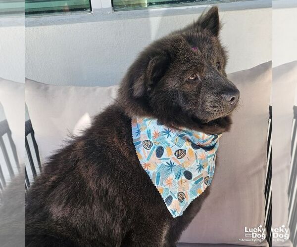 Medium Photo #2 Chow Chow-Unknown Mix Puppy For Sale in Washington, DC, USA