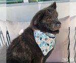 Small #1 Chow Chow Mix