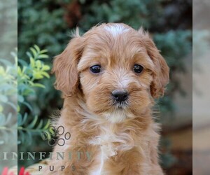 Cavapoo Puppy for sale in EAST EARL, PA, USA