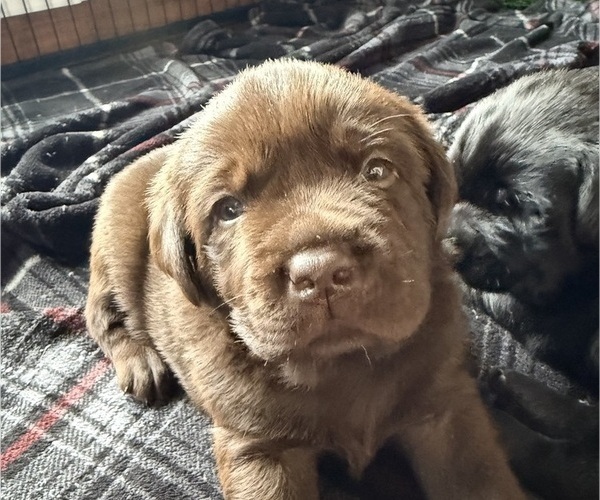 Medium Photo #1 Labrador Retriever Puppy For Sale in MILFORD, IL, USA