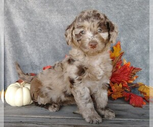 Labradoodle-Poodle (Miniature) Mix Puppy for sale in FREDERICKSBG, OH, USA