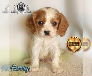 Medium Cavalier King Charles Spaniel