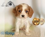 Small Cavalier King Charles Spaniel