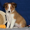 Small Photo #1 Shetland Sheepdog Puppy For Sale in CHRISTIANA, PA, USA