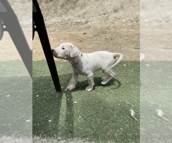 Medium Photo #13 Dogo Argentino Puppy For Sale in FRAZIER PARK, CA, USA