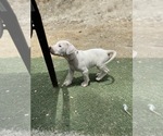 Small Photo #13 Dogo Argentino Puppy For Sale in FRAZIER PARK, CA, USA