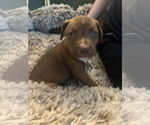 Small #3 American Staffordshire Terrier-Siberian Husky Mix