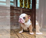 Small #5 English Bulldog