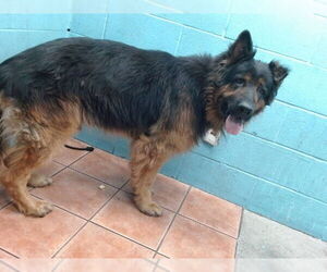 German Shepherd Dog Dogs for adoption in Downey, CA, USA
