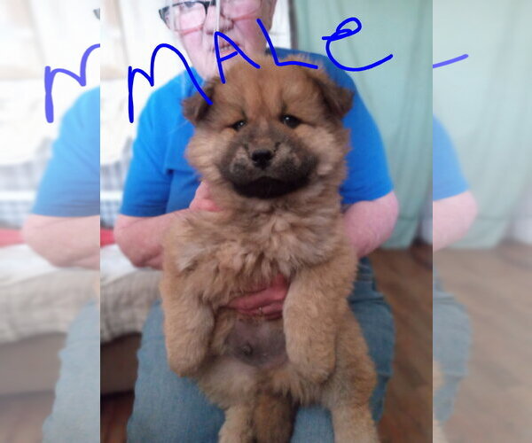 Medium Photo #1 Chow Chow-Unknown Mix Puppy For Sale in Grafton, WI, USA