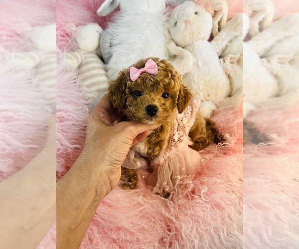 Medium Photo #7 Poodle (Toy) Puppy For Sale in TAMPA, FL, USA