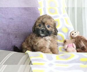 ShihPoo Puppy for Sale in CANTON, Ohio USA