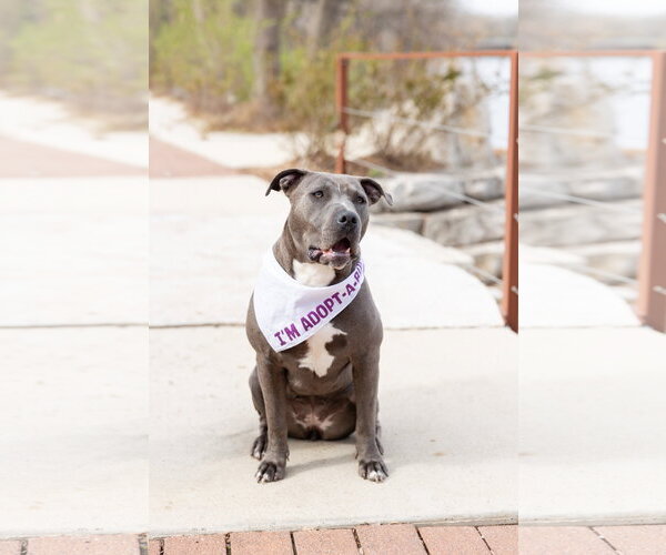 Medium Photo #1 Mutt Puppy For Sale in Crete, IL, USA