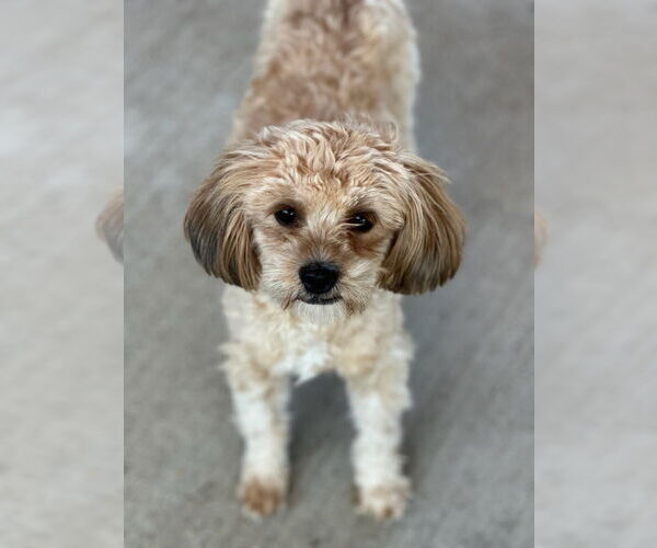 Medium Photo #2 Maltipoo (Miniature) Puppy For Sale in Oak Bluffs, MA, USA