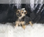 Small #3 Morkie