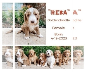 Goldendoodle Puppy for Sale in YUKON, Oklahoma USA