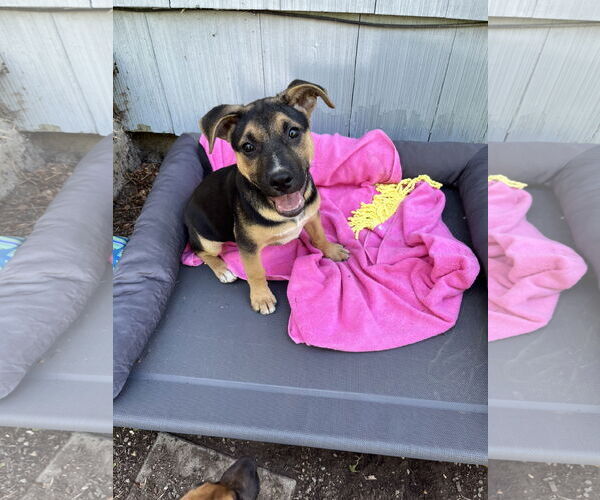 Medium Photo #2 Mutt Puppy For Sale in Milwaukie, OR, USA