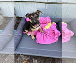 Small #1 Mutt