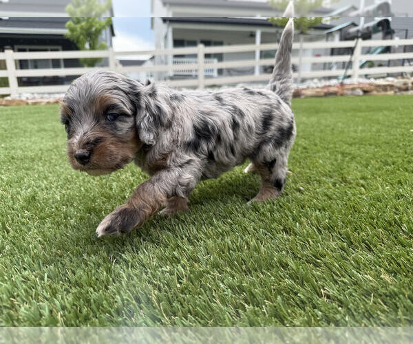 Medium Photo #5 Bernedoodle Puppy For Sale in CASTLE ROCK, CO, USA