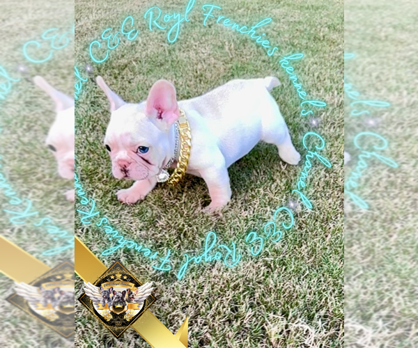 Medium Photo #5 French Bulldog Puppy For Sale in ATHENS, GA, USA