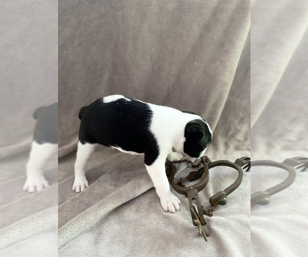 Medium Photo #2 Boston Terrier Puppy For Sale in LOOMIS, CA, USA