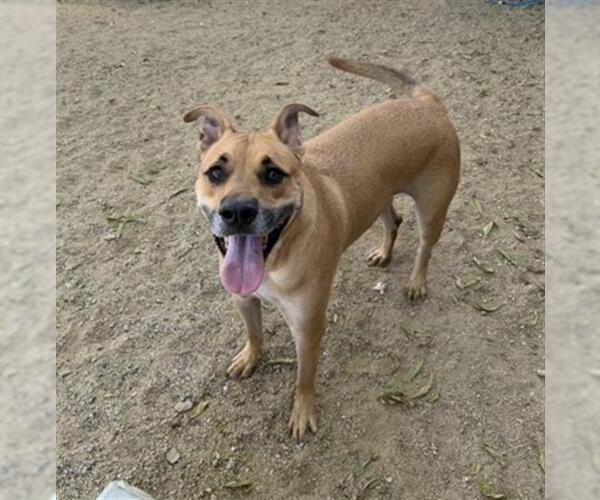 Medium Photo #2 German Shepherd Dog-Unknown Mix Puppy For Sale in Redlands, CA, USA