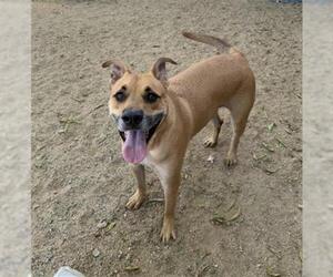 ZANDER - Male German Shepherd Dog-Unknown Mix Dog for Adoption - Photo #2