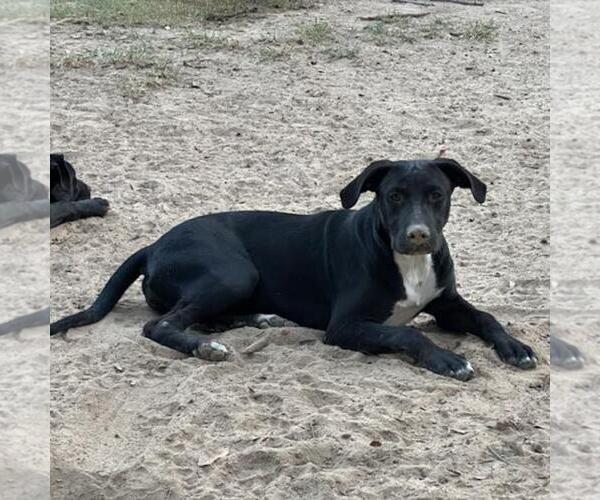 Medium Photo #7 Labrador Retriever-Unknown Mix Puppy For Sale in Yardley, PA, USA