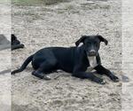 Small #6 Labrador Retriever Mix