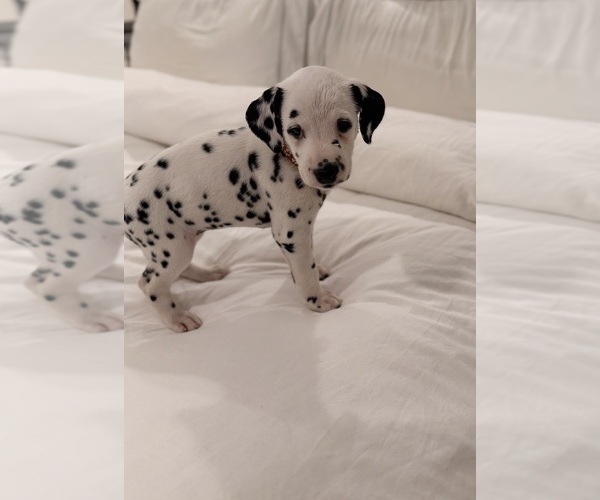 Medium Photo #2 Dalmatian Puppy For Sale in ADDISON, IL, USA