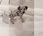 Small #1 Dalmatian