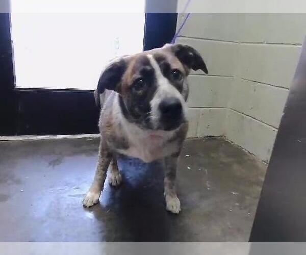 Medium Photo #1 Saint Bernard-Unknown Mix Puppy For Sale in Tulsa, OK, USA