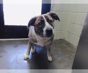 Saint Bernard-Unknown Mix Dogs for adoption in Tulsa, OK, USA