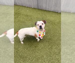 Beagle-Unknown Mix Dogs for adoption in San Martin, CA, USA