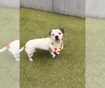 Small Beagle Mix