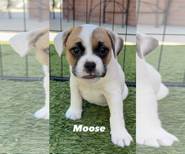 Medium Photo #1 French Bulldog-Unknown Mix Puppy For Sale in Menifee, CA, USA